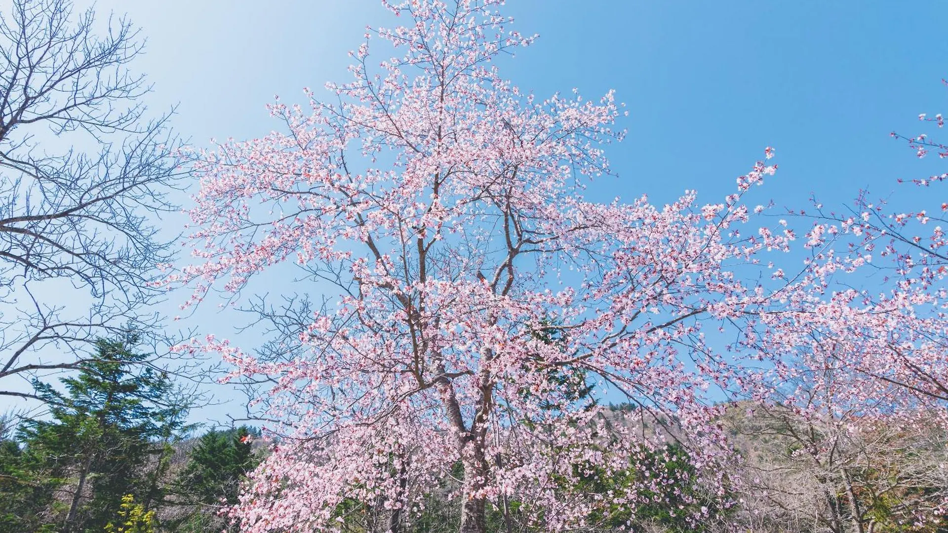 Hotel Okujozankei Onsen Kasho Gyoen Sapporo Japonia